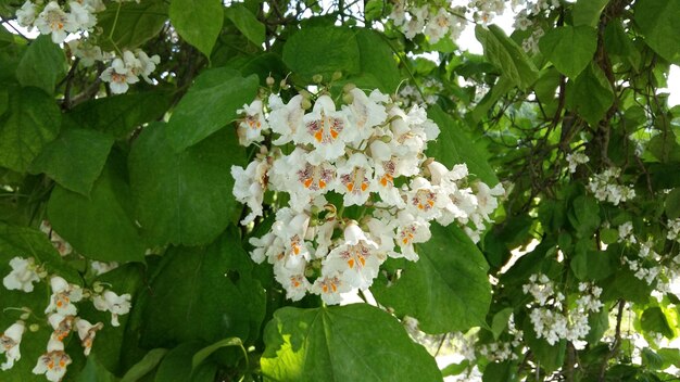 Photo white flowers growing on tree