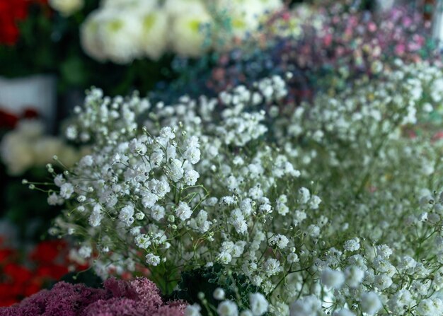 White flowers of gypsophila closeup blurred and fuzzy plant background selective focus