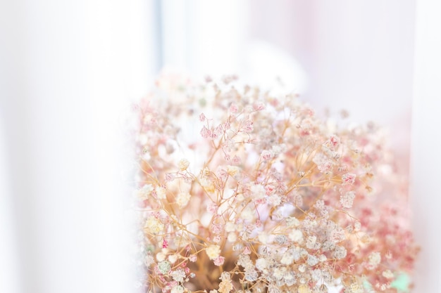 White flowers of the gypsophila tinted in pink color. Gentle spring background. Soft focus.