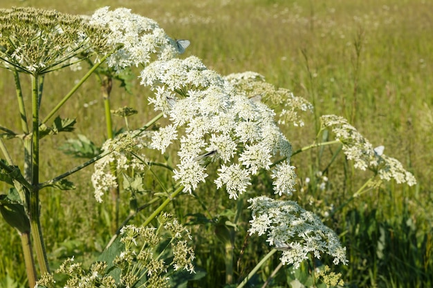 White flowers hogweed.