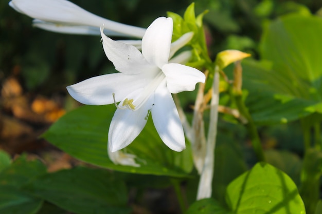 White flowers of hosta