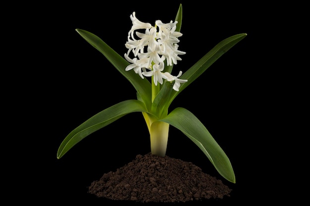 White flowers of hyacinth with green leaves and heap of soil isolated on black background