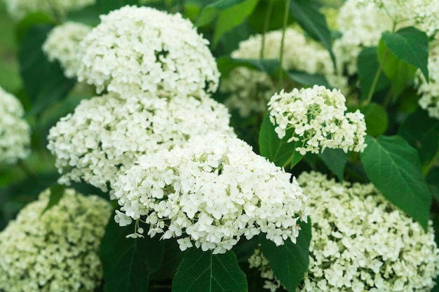 Fiori bianchi di ortensie che crescono nel giardino