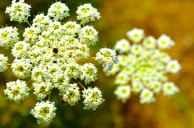 写真 白い花がいています