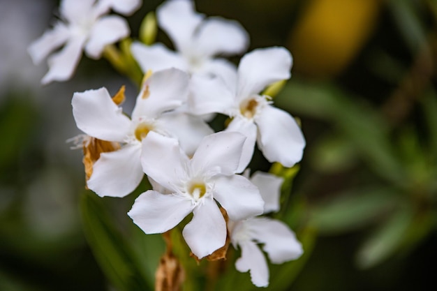 写真 緑のクローズアップの白い花