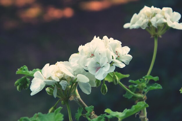 写真 公園の白い花