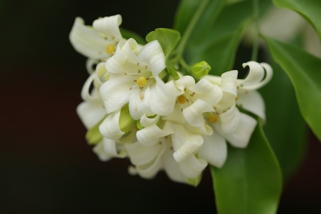 庭に白い花が咲いています