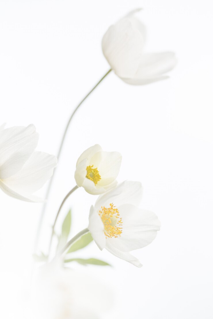Photo 고립 된 흰 꽃