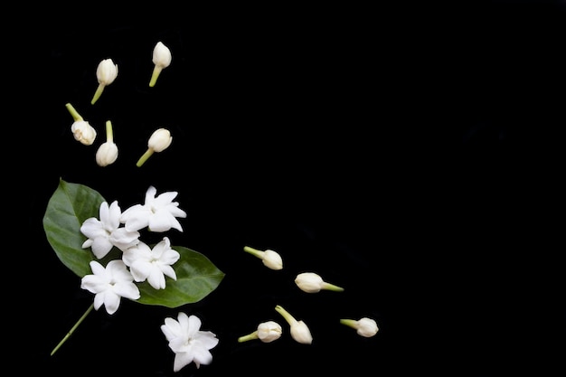 white flowers jasmine arrangement flat lay style on background black