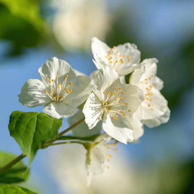 White flowers of jasmine tree in the garden