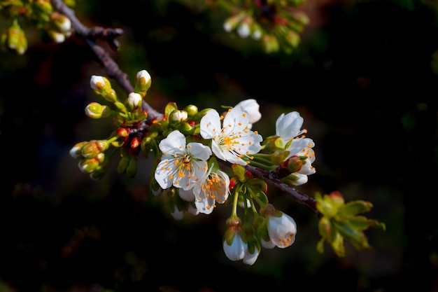 黒の桜の枝に白い花と葉