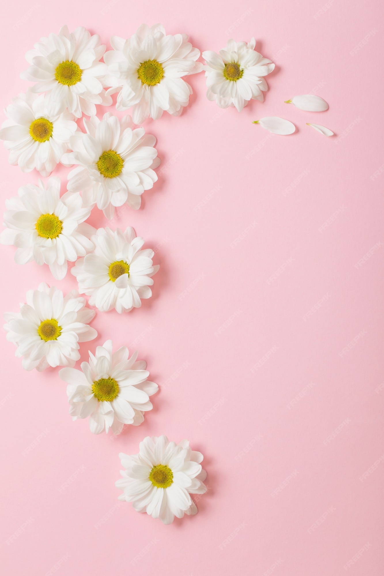 Hoa trắng nở rộ trên nền hồng nhạt sẽ khiến bạn liên tưởng đến mùa xuân, những ngày gió mát, nắng ấm và cảnh đẹp tuyệt vời. Ảnh này sẽ giúp bạn thư giãn và cảm nhận được những thứ không gian xanh biếc tuyệt vời.