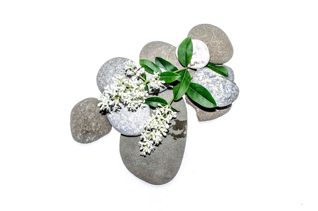 Photo white flowers of ligustrum plant on white background