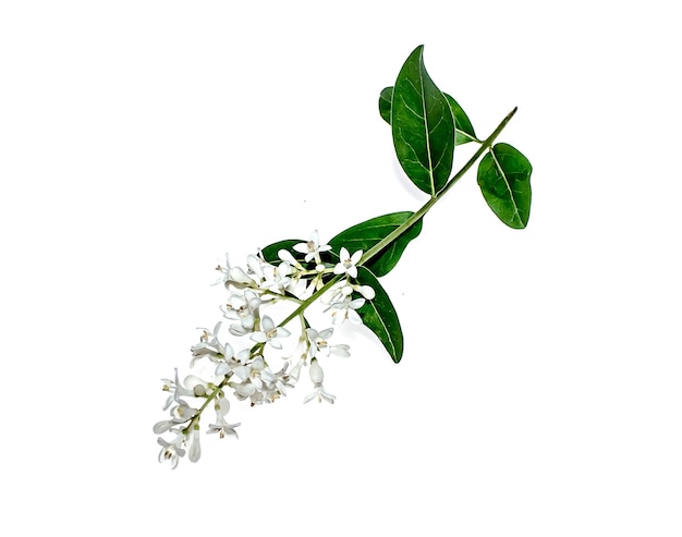 White flowers of ligustrum plant on white background