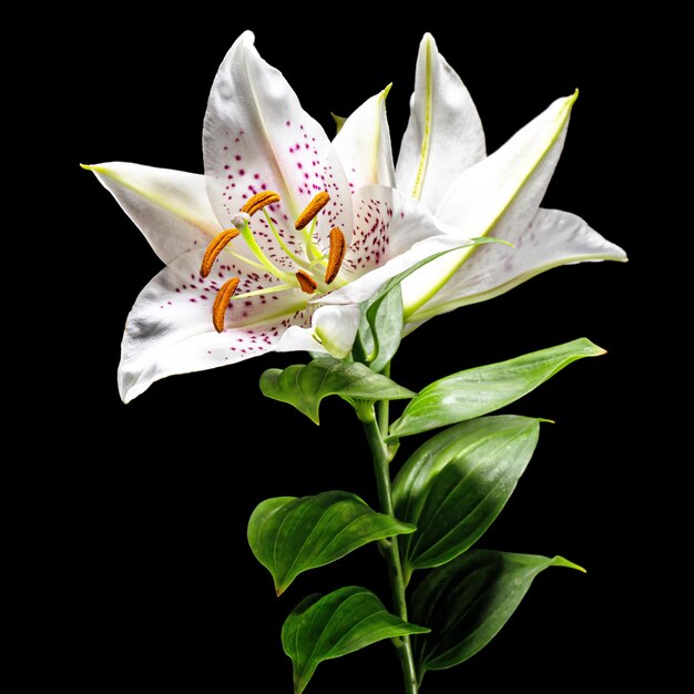 White flowers of lily isolated on black background