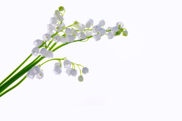 Photo white flowers of lily of the valley convallaria majalis isolated on white background