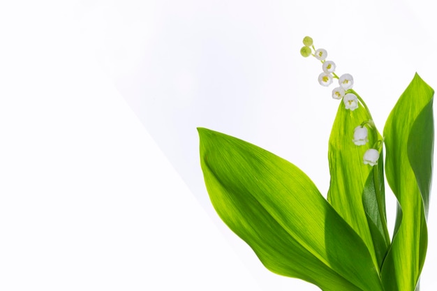 Photo white flowers of lily of the valley convallaria majalis isolated on white background