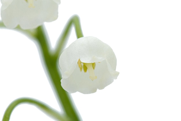 White flowers of lily of the valley lat Convallaria majalis isolated on white background