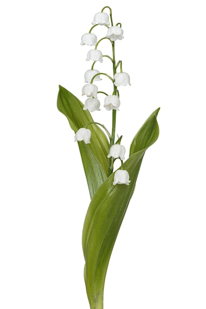 Белые цветы ландыша лат Convallaria majalis, изолированные на белом фоне
