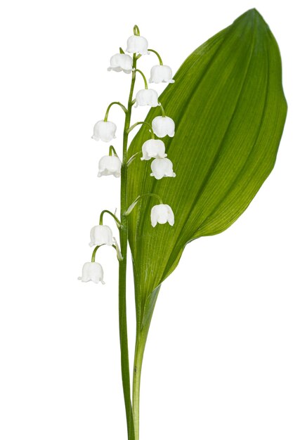 White flowers of lily of the valley lat convallaria majalis isolated on white background