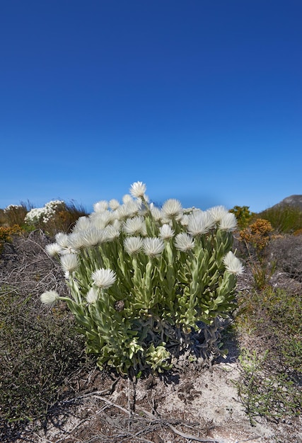 White flowers in a meadow on a blue sky with copy space Bunch of indigenous Fynbos flowers in Table Mountain National Park South Africa Flowering succulents or plants growing between dry bushes