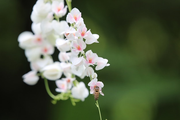 White flowers mexican creeper coral plant