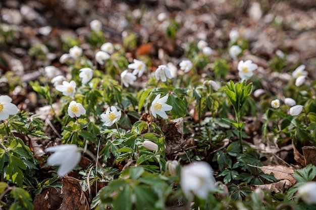 White flowers in the middle of the forest in spring