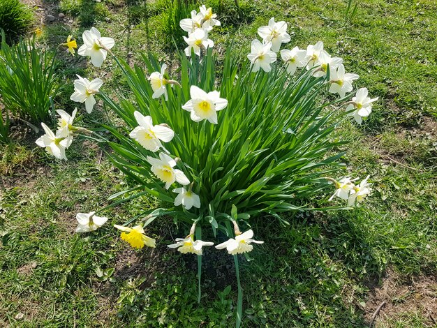 The white flowers of Narcissus tazetta bloomed in the garden Narcissus tazetta closeup