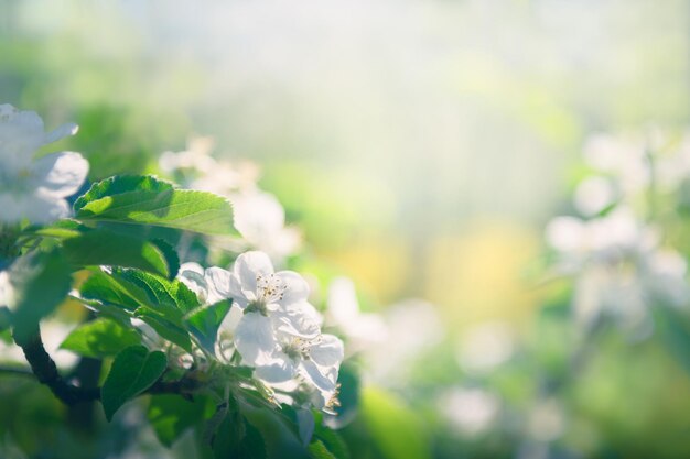 写真 春にくリンゴの木の白い花 マクロ画像 ぼんやりした自然の背景