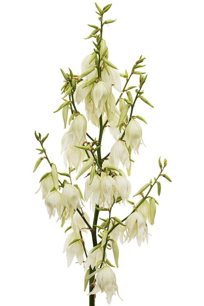 사진 흰색 배경에 고립 된 유카의 흰 꽃
