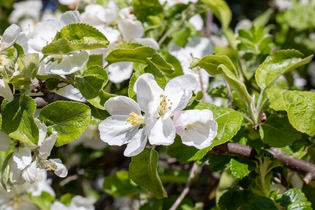 写真 リンゴの木の枝に白い花がく