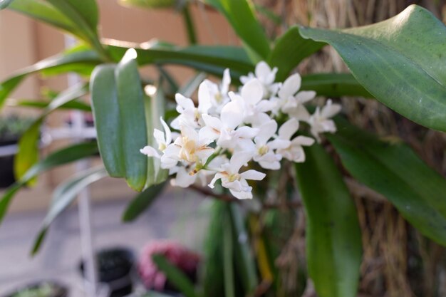 The white flowers of the orchid plant with the scientific name Sarcochilus bloom in the yard