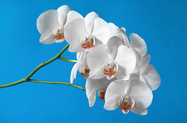 White flowers orchids on a blue background