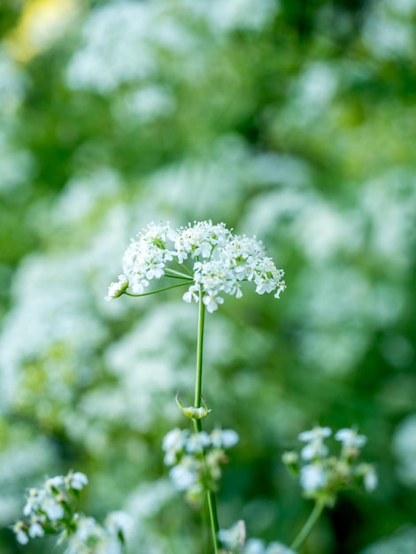 White flowers in outdoor park