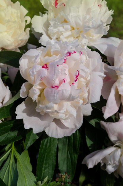 White flowers peonies flowering Peonies summer blossom Beautiful white peonies background Close up of white peony flower