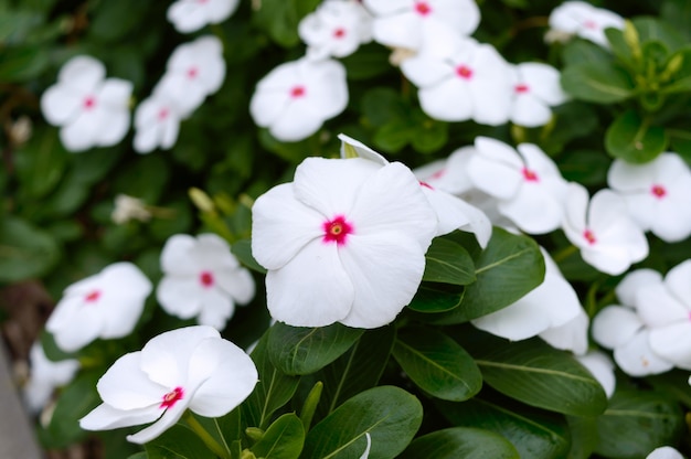 庭のツルニチニチソウの白い花。開花低木が美しい花壇。