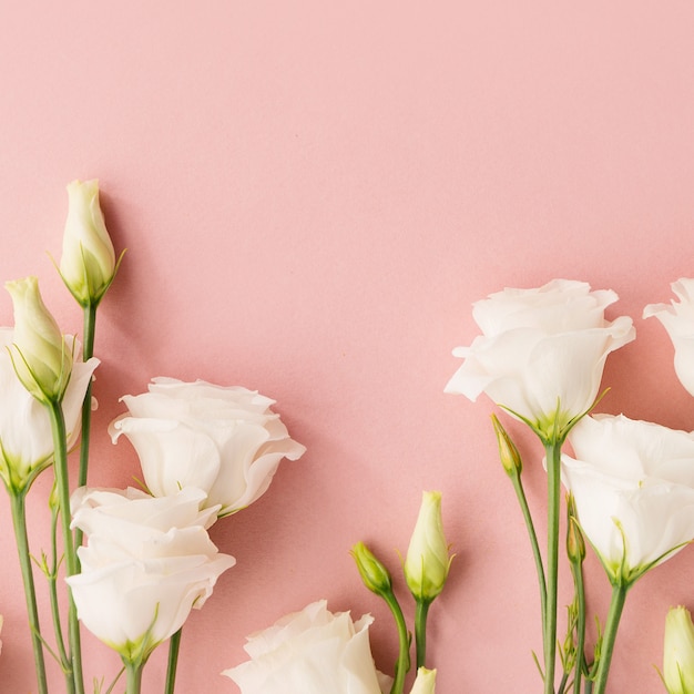 White flowers on pink background