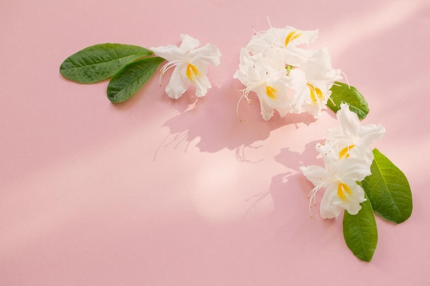 Photo white flowers on pink paper background