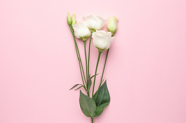 White flowers on pink