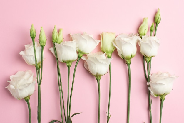 White flowers on pink