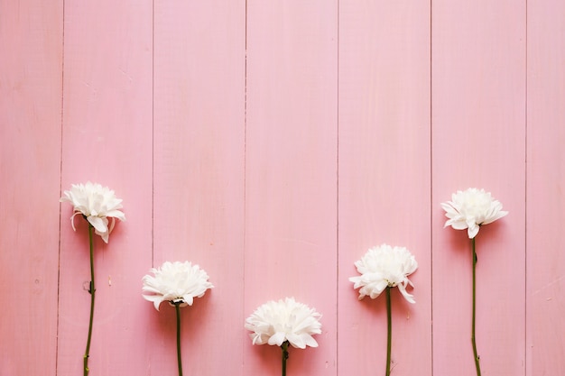 Photo white flowers on pink