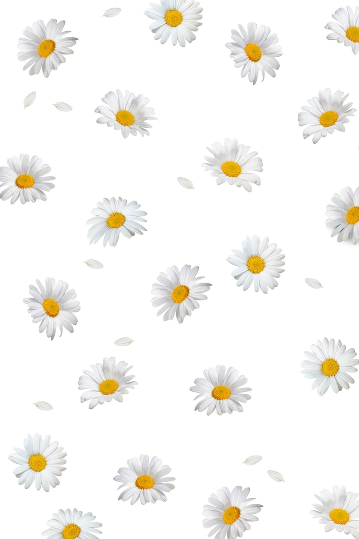 Фотография белые цветы png фон прозрачный цветочный дизайн