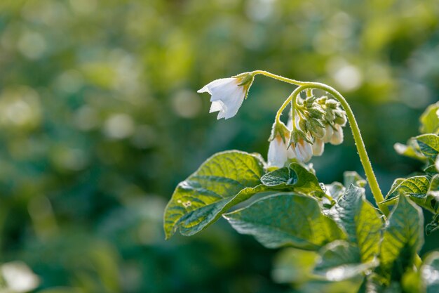 White flowers on a potato bush