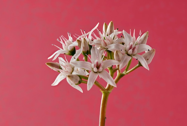 White flowers on a red background soft focus macro detail