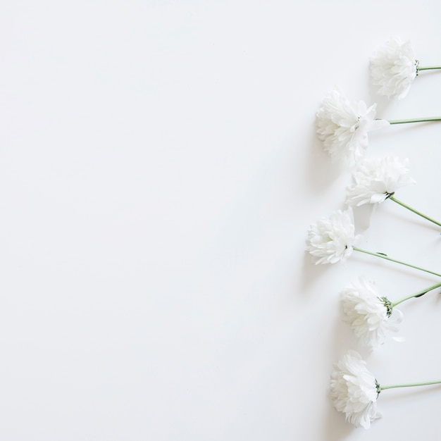 Photo white flowers on right for spring