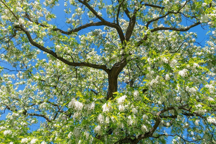 Photo white flowers of robinia pseudoacacia false acacia black locust