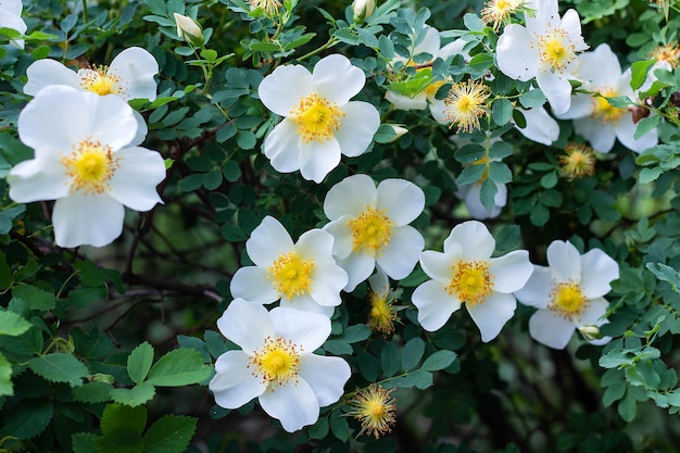 White flowers rose hips on a wild rose Bush bloom spring time