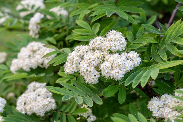 White flowers of the rowan tree Blossoming in spring