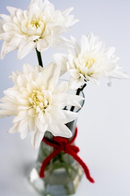 White flowers in a small glass vase with a red bow