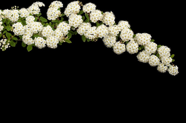 White flowers of Spirea aguta or Brides wreath isolated on black background
